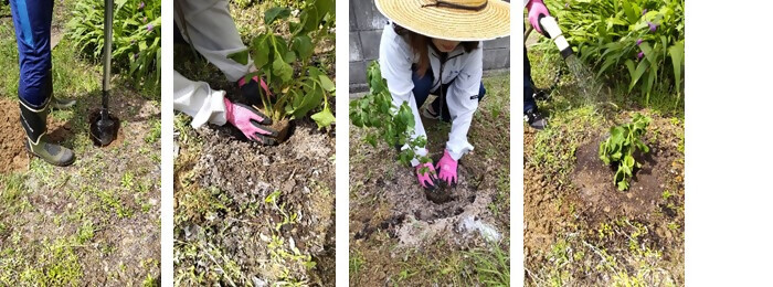 写真：植樹の様子（エースエンジ株式会社）