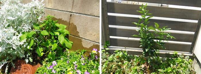 植樹の写真（さざんか保育園）