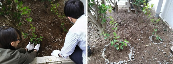 植樹の写真（ケイティケイ株式会社）