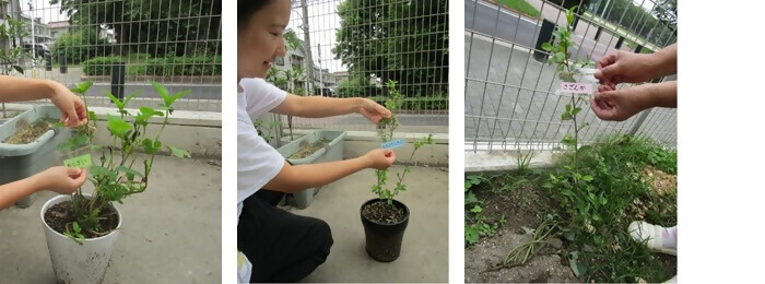 植樹の写真（詩織保育園）