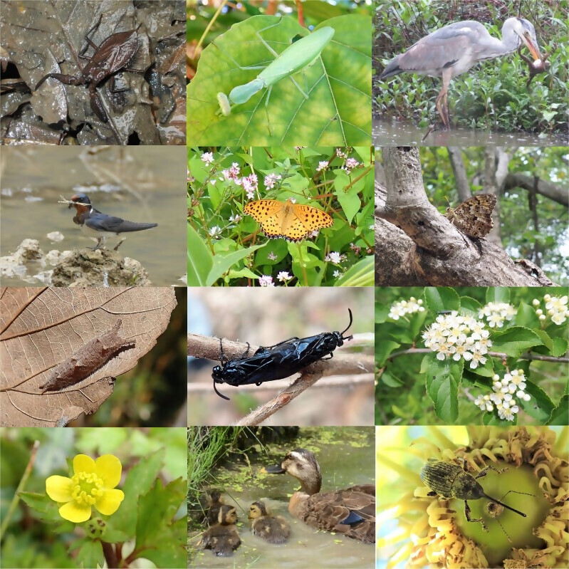 写真:東山の生き物