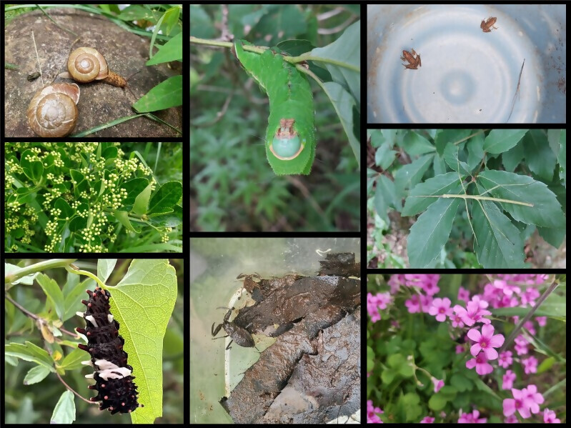 写真:観察会で見つかったいきもの