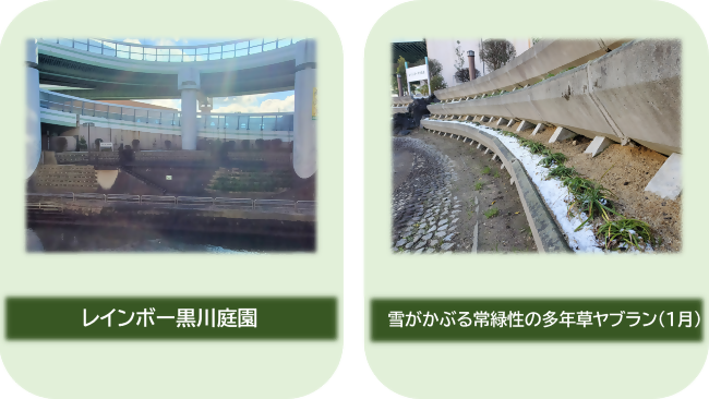 レインボー黒川庭園、雪がかぶる常緑性の多年草ヤブランの写真