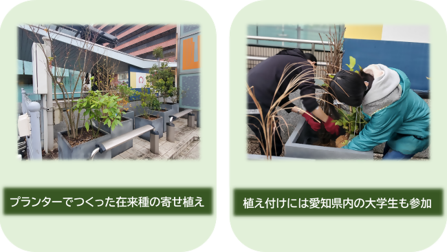 プランターで作った在来種の寄せ植え、植え付けに参加する大学生の写真