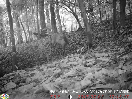 写真:ニホンジカ