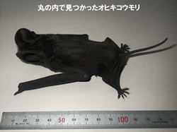 写真:オヒキコウモリの標本