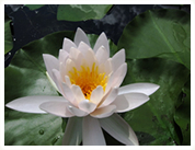 写真:外来スイレン