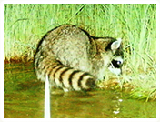 写真:アライグマ