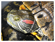 写真:ミシシッピアカミミガメ