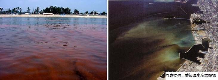 写真:赤潮と苦潮(青潮)