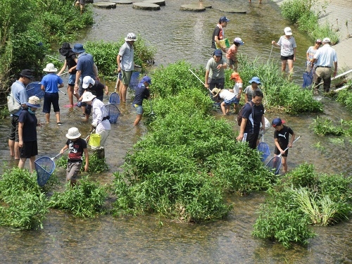 写真:水辺の生き物観察教室