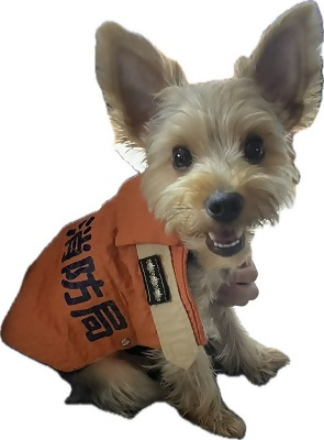 写真:犬が防火衣を着ている様子1