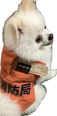 写真:犬が防火衣を着ている様子2