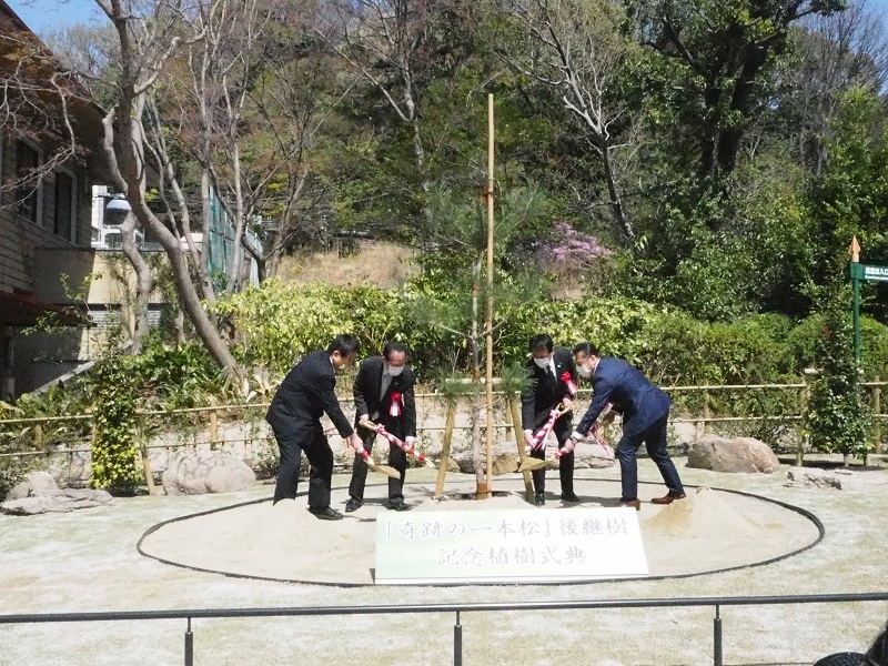 写真:「奇跡の一本松」後継樹の植樹の様子