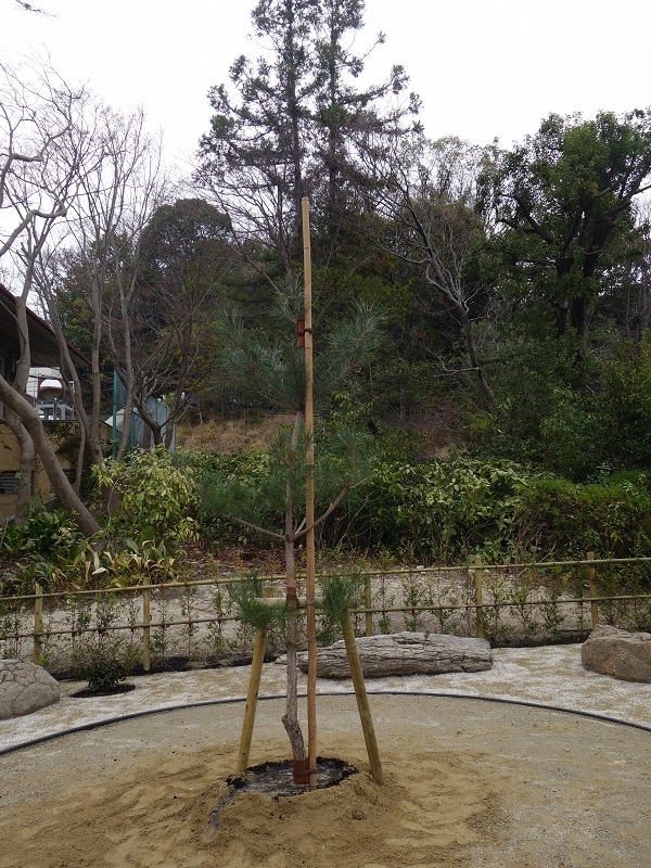 写真:「奇跡の一本松」後継樹