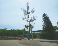 写真:「奇跡の一本松」後継樹