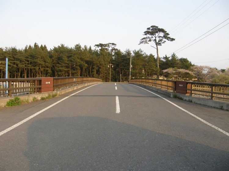 写真：被災前の「奇跡の一本松」。松原のなかに大きな松が立っている。