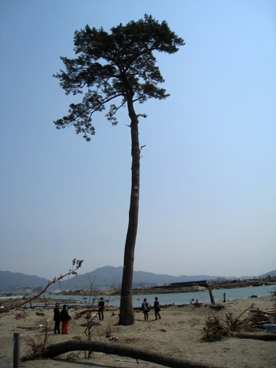 写真：被災直後の「奇跡の一本松」