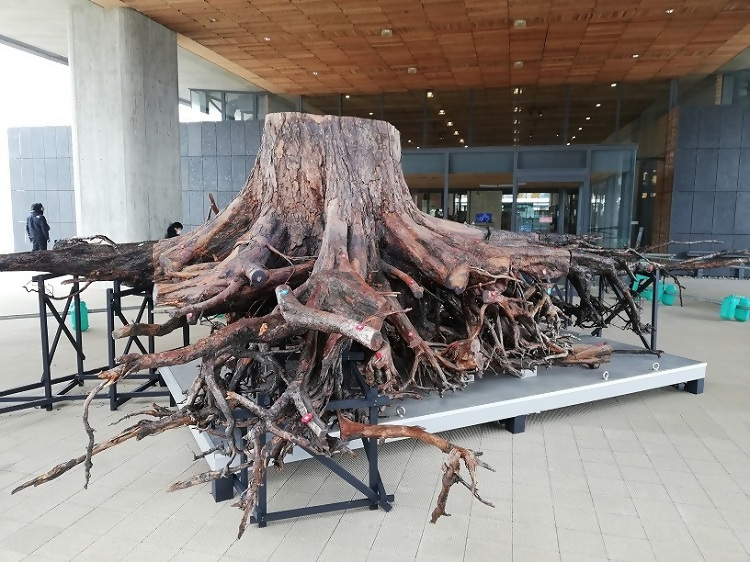 写真：奇跡の一本松の根が展示されている