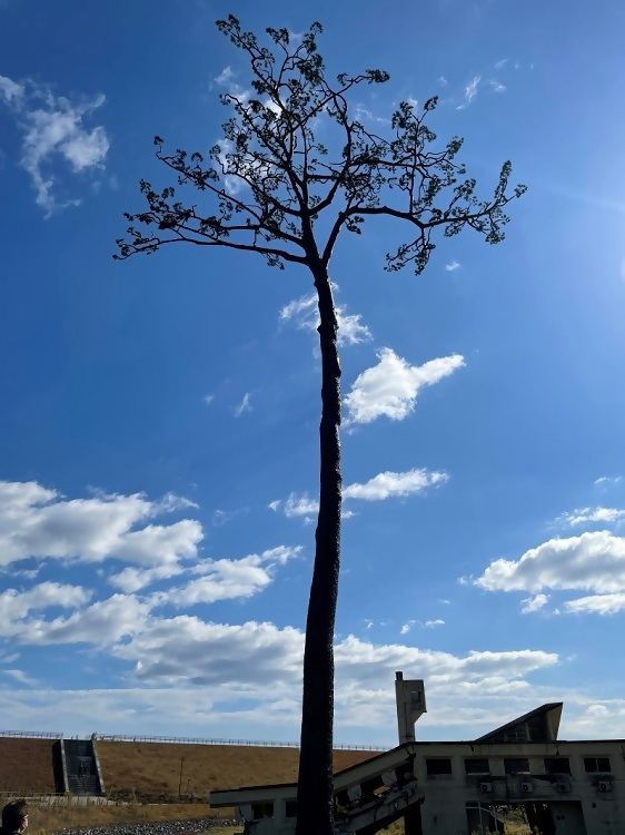 写真:陸前高田市の奇跡の一本松