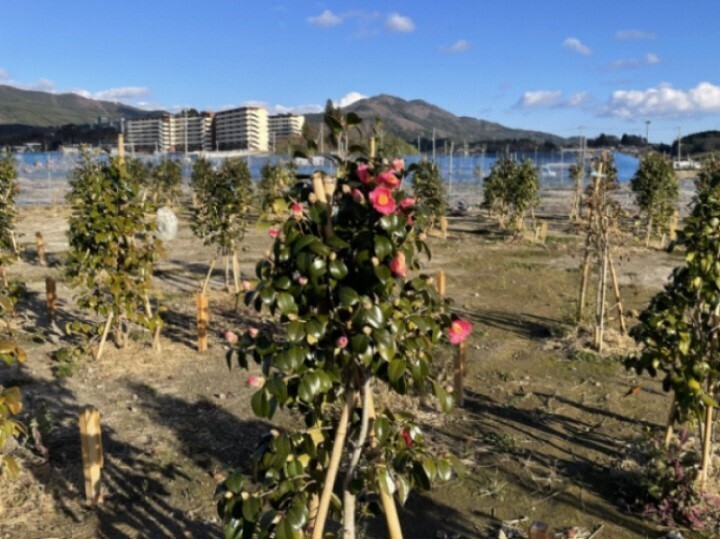 写真:陸前高田市の市花、つばき。