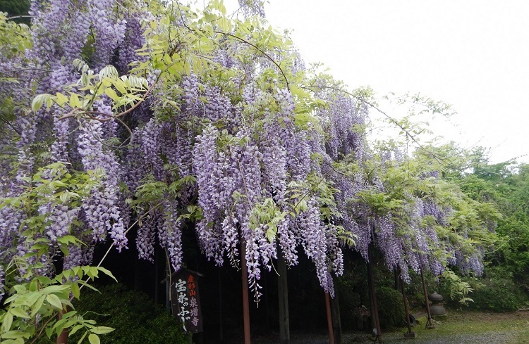 写真:藤の花がきれいに咲いている。