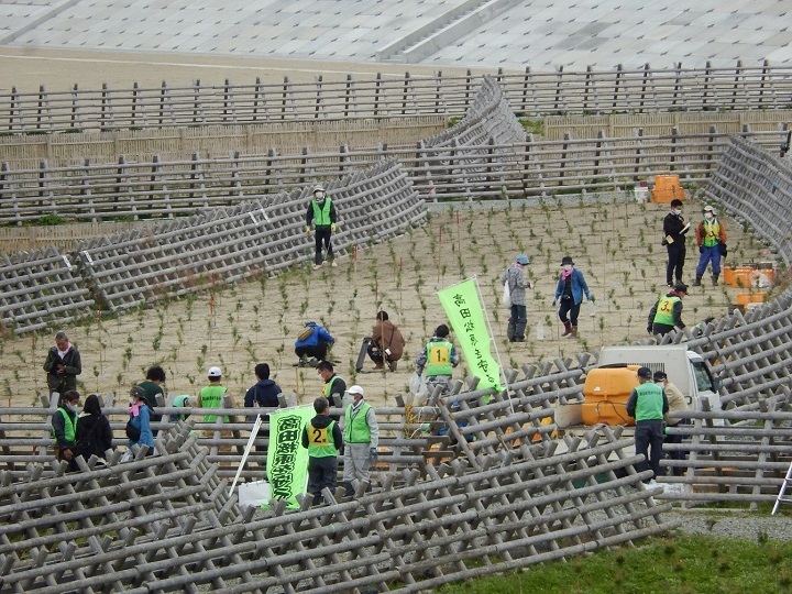 写真:再生植樹会を撮影した様子。人々が松の植樹をしている。