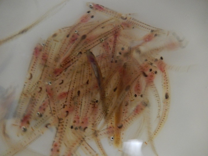 写真:気仙川の白魚