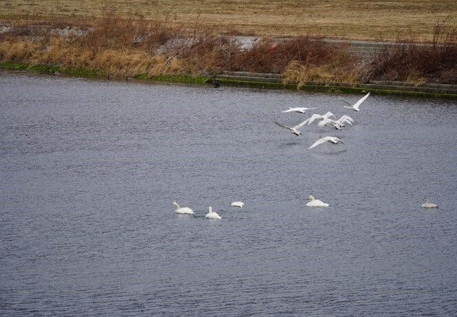写真:ハクチョウが川面を泳いでいる。