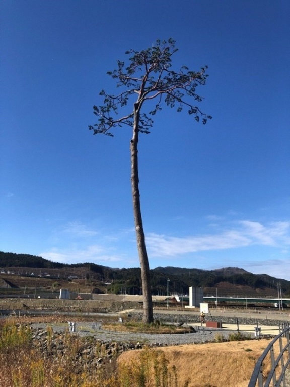 写真:奇跡の一本松がそびえ立っている。