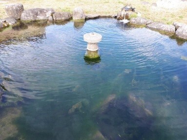 写真:水質管理(金魚)