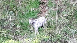 写真:月に1回はみられるカモシカ(天然記念物)