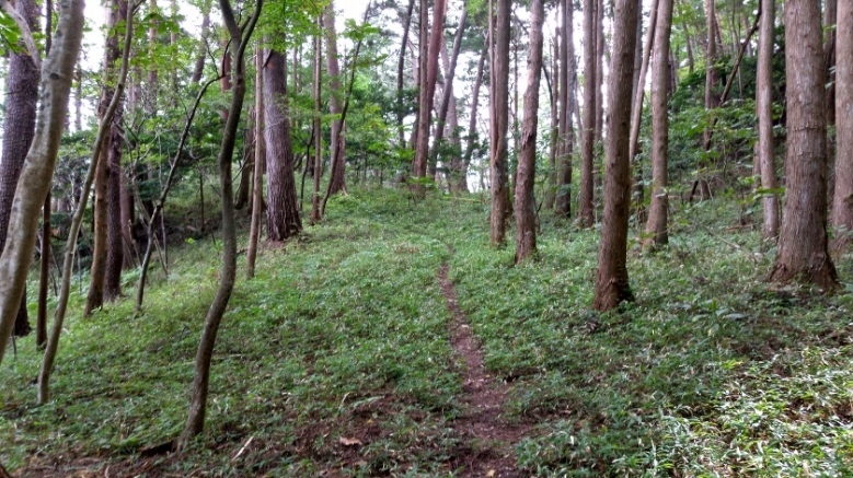写真:草木の生い茂る自然歩道