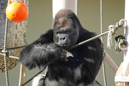 写真:ゴリラ