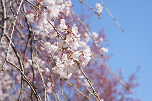 写真:桜