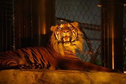 写真:スマトラトラ