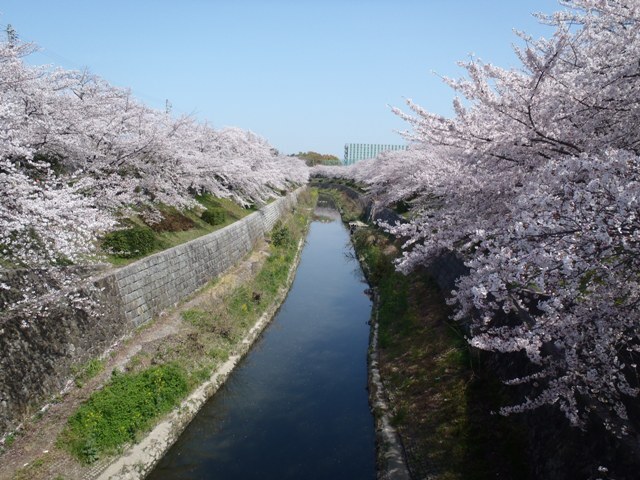 写真:山崎川の桜