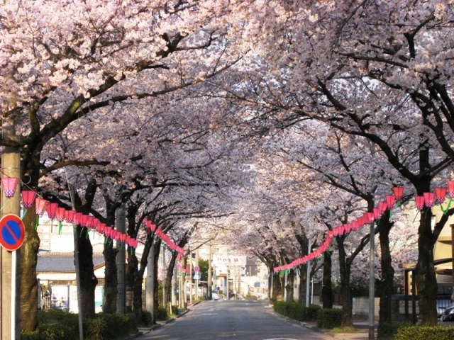 写真:森孝西の桜並木