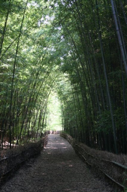 写真:大高緑地 竹林散策路