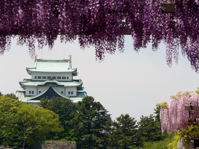 写真:名城公園「藤の回廊」と名古屋城大天守
