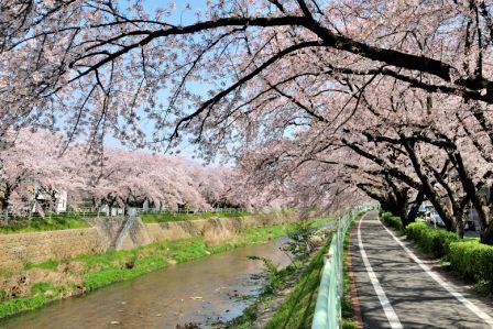 香流川緑道の桜並木の写真