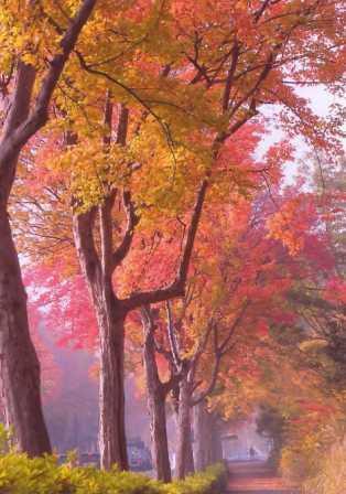 市道平和公園線のトウカエデの並木の写真
