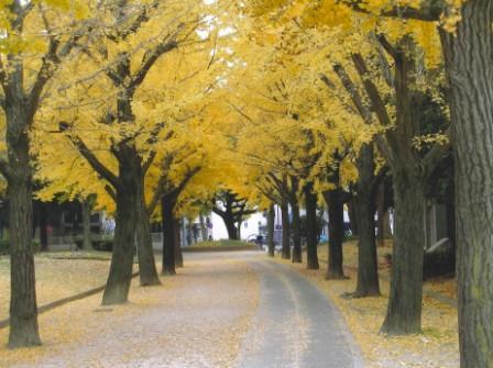 千種公園のイチョウ並木の写真