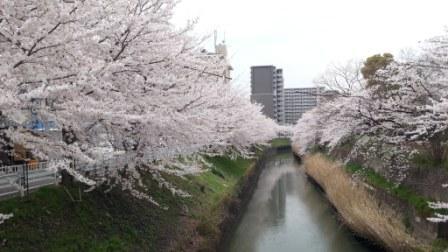 堀川(黒川)の桜の写真