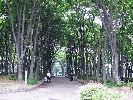 久屋大通公園の木陰の写真