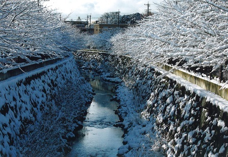 山崎川雪景色の写真