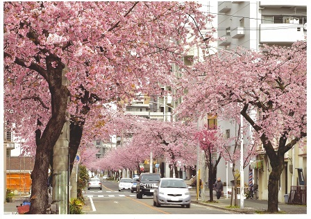 泉二丁目から飯田町に至る満開の大寒桜と寒緋桜の写真