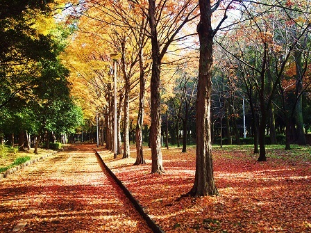 大江川緑地の紅葉の写真