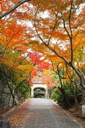桃巌寺の参道の写真
