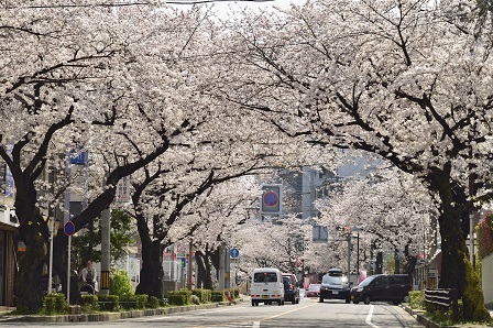 藤が丘駅周辺の桜並木の写真